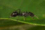 Gliding Ants care