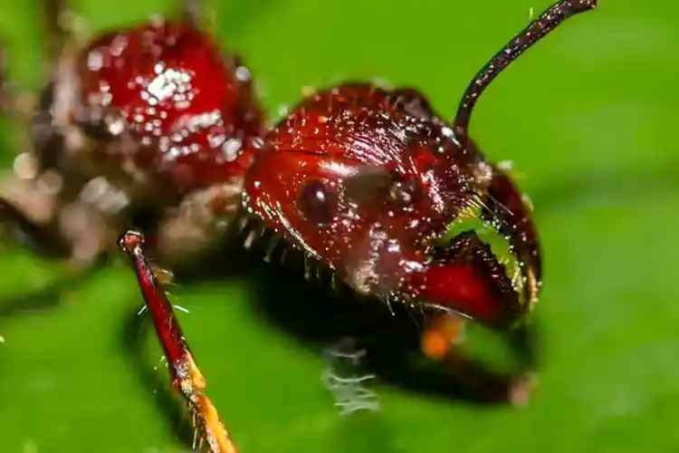 Certain Ants 15 Expert-Tested Ant Species Perfect for Advanced Beginners in 2025
