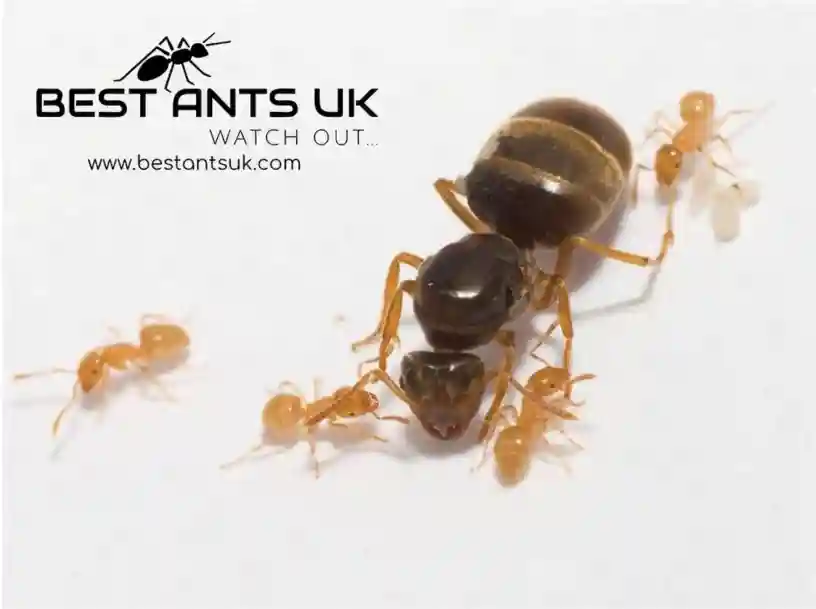 Lasius Flavus Best Ants UK