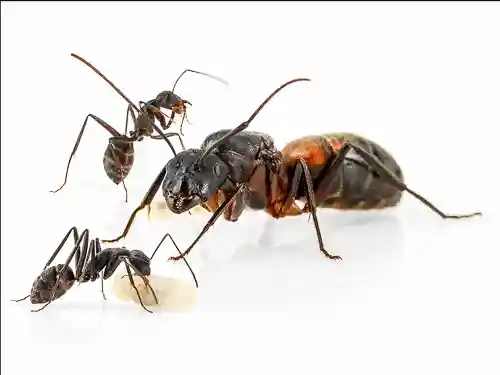 Camponotus auriventris