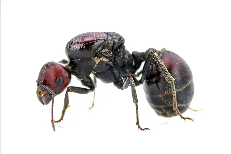 Messor cephalotes