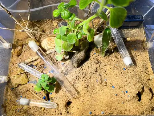 Carebara Diversa ant nest best ants uk