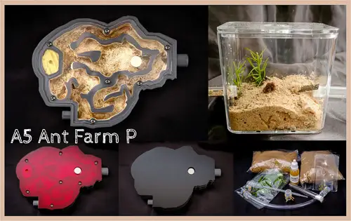 Ant Farm A5 Hybrid nest and outworld formicarium Plaster Bed best ants uk