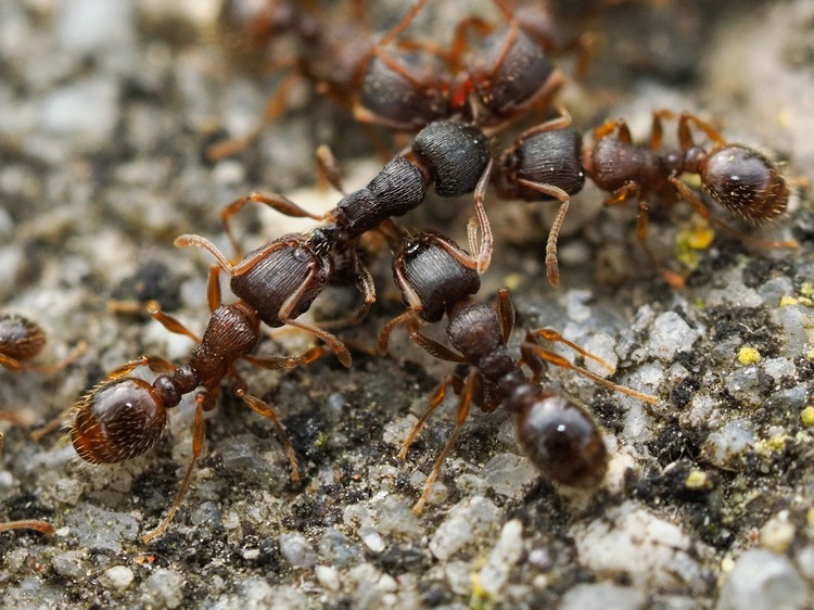 Tetramorium immigrans