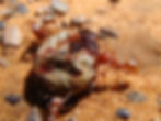 Saharan Silver Ants care