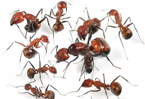 Camponotus Nicobarensis