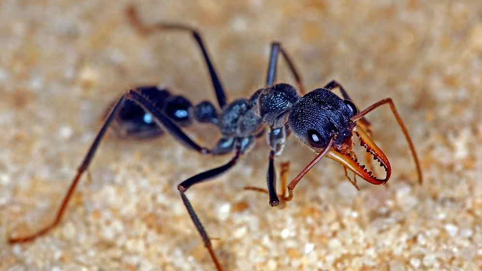 Bulldog ant CARE (genus Myrmecia)