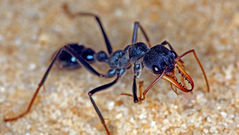 Bulldog ant care