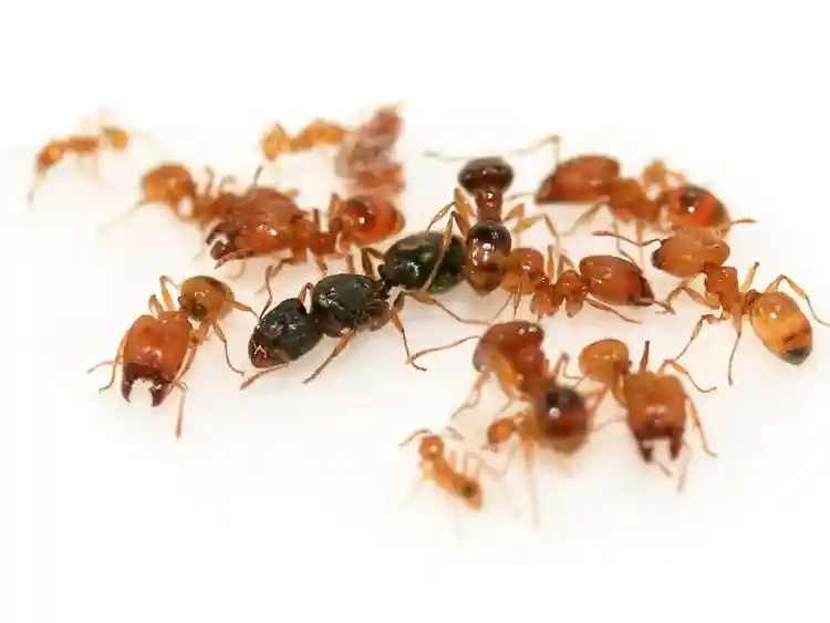Pheidole flaveria