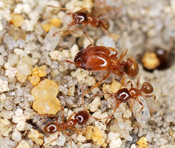 Pheidole bicarinata