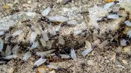 When to Expect the Swarm: Flying Ant Day 2025 in the UK
