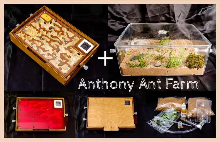 ant farm best ants uk Anthony Hybrid Ant Setup with Plaster and Smart Bluetooth Meter