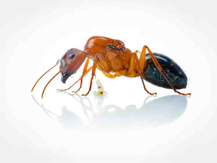 Camponotus floridanus