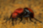 Velvet Ants care