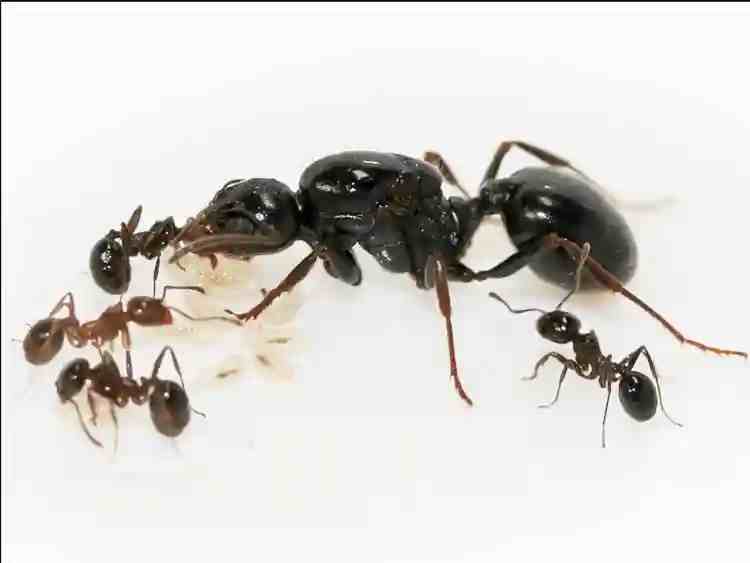 Messor wasmanni