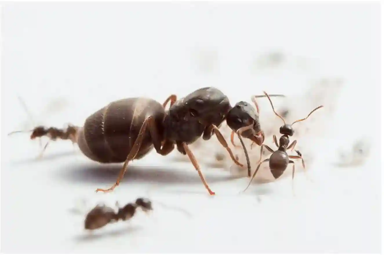 Lasius Niger Best Ants UK