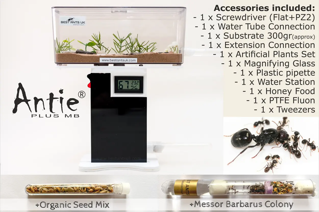 Ant Farm Kit Antie Plus MB Starter Set with Live Queen Ant