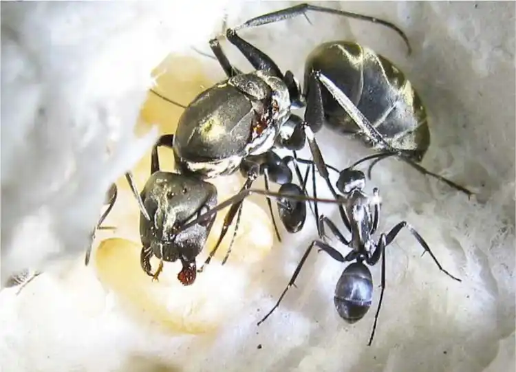 Camponotus Parius