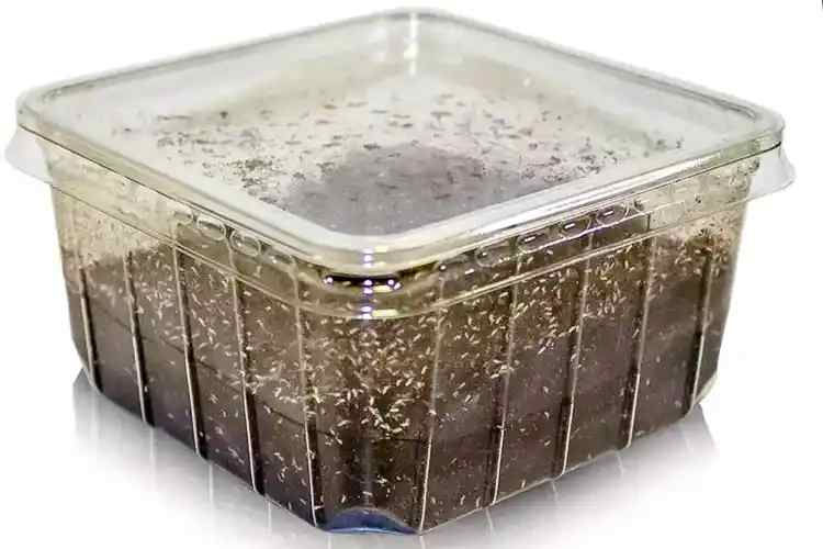 Thumbnail: Springtails 'clean-up' crew for ant farm