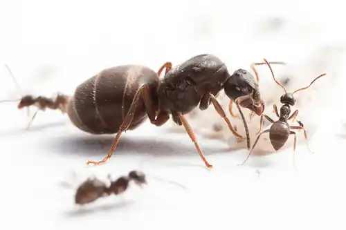 Lasius niger