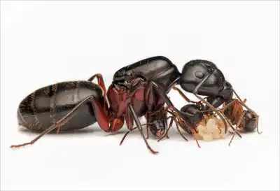 Camponotus herculeanus