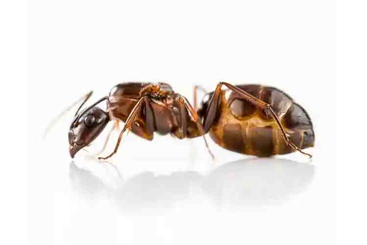 Camponotus sylvaticus