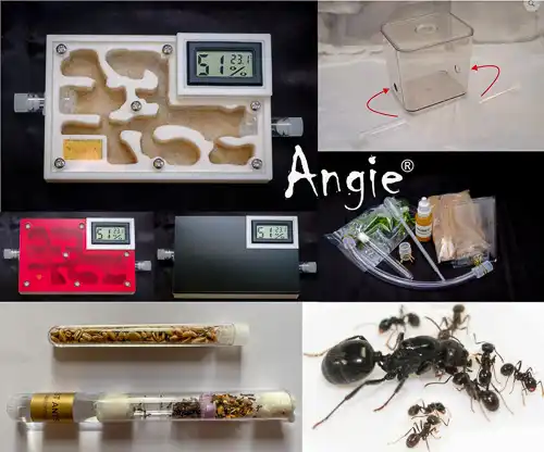 Angie Ant Farm Starter Kit Live Queen Ant Nest