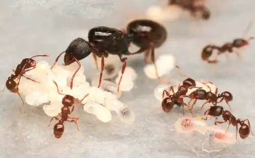 Tetramorium Caespitum Pavement Ant