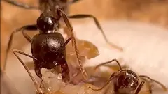 ants eat cricket