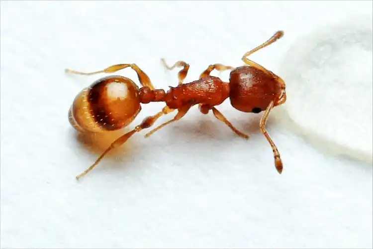 Temnothorax nylanderi