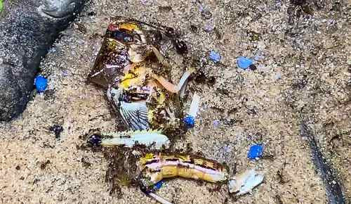 From Sugar to Insects: What Do Ants Eat Best Ants UK