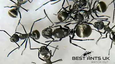 Polyrhachis dives