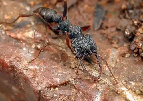 Dracula Ant Mystrium camillae