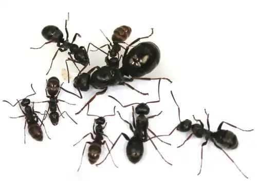 Formica fusca
