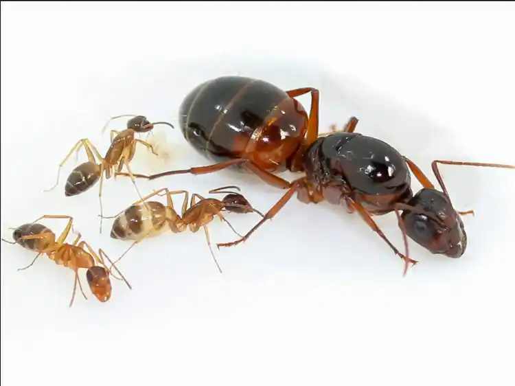 Camponotus nylanderi