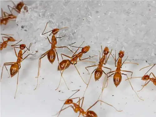 Yellow Crazy Ants (Anoplolepis Gracilipes)