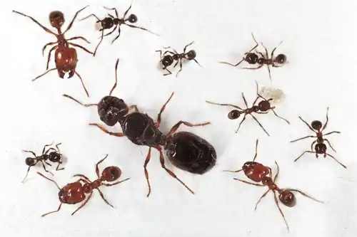 Pheidole pallidula