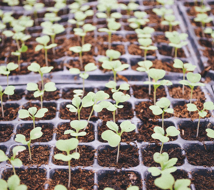 Seedlings In Trays