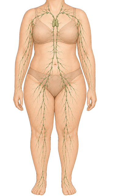Lymphatic System