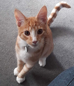 Sammy the cat posing for a picture