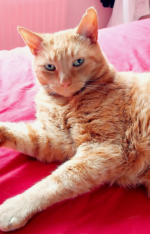 Ginger cat reclining on bed