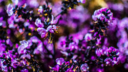 Franca. São Paulo. Brasil.