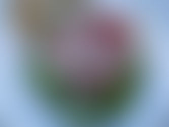 Day 11 of the Camino