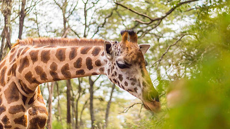 attractions-page-attractions-giraffe-centre.jpg