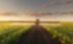 Picture of a tractor spraying a crop