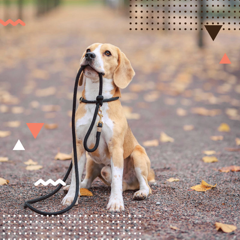 Beagle sits on a leaf-covered path, holding a leash in its mouth. Geometric patterns overlay the autumn scene for a playful vibe.
