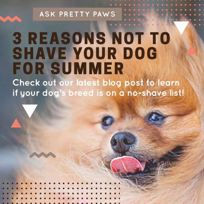 3 Reasons Not to Shave Your Dog for Summer