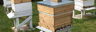 Honey Bee Apiary Hives