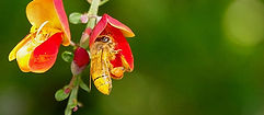 Bee in a Flower