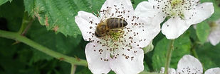 Bee on Strawberry Flower